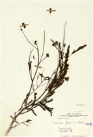 藏品(銀合歡)的圖片